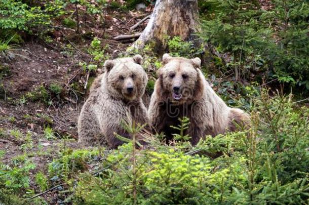 欧洲的棕色的熊采用一森林l一ndsc一pe