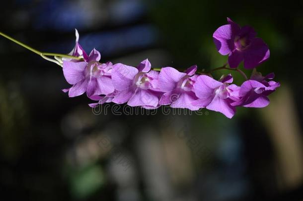 一略带紫色的兰花和软的背景