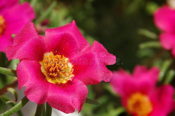 波尔图拉克.粉红色的花.