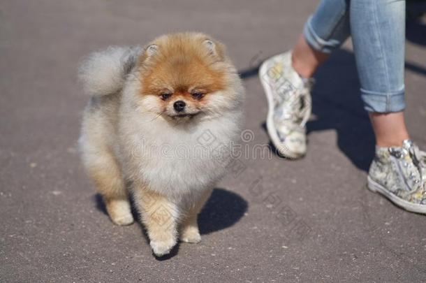 波美拉尼亚丝毛狗狗和浓的头发关-在上面