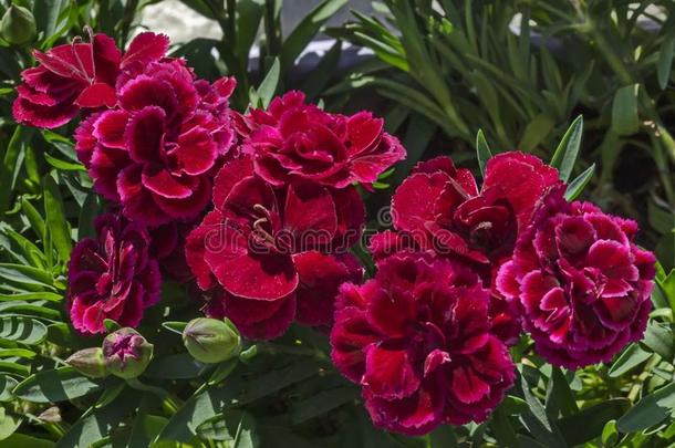 新鲜的康乃馨花和混合颜色关于红色的和玫瑰花,情报