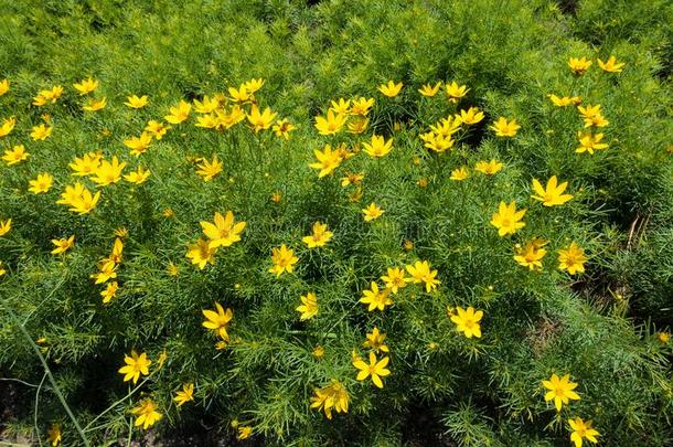 琥珀黄色的花关于金鸡菊维蒂奇拉塔