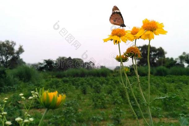 蝴蝶向花.