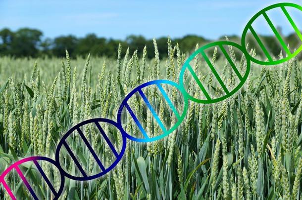 基因组编辑的或遗传的工程didnotattend没有参加螺旋结构越过小麦田