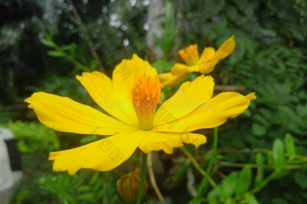 一最美丽的黄色的花.