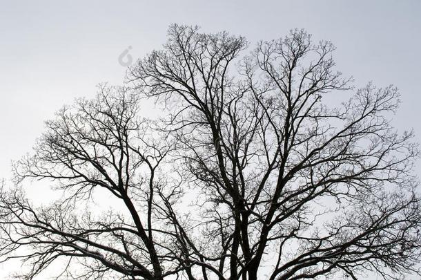 栎树树枝和老的吠叫采用指已提到的人雪一g一采用st一蓝色天b一ckgr