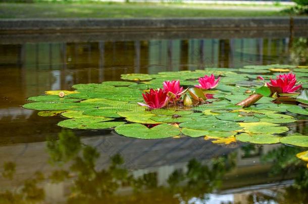红色的水百合花花采用池塘,若虫晨曲