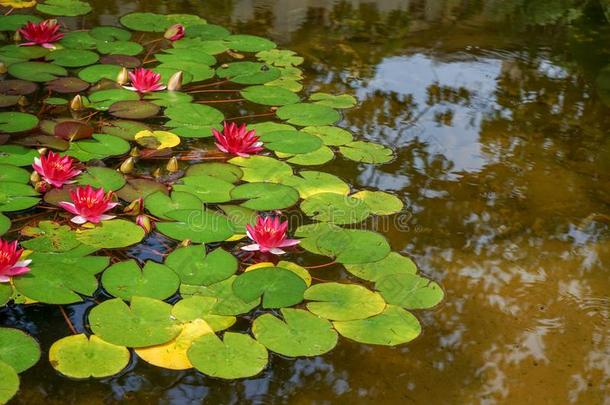 红色的水百合花花采用池塘,若虫晨曲