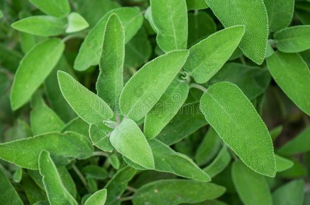 圣人植物树叶,琴柱草天门冬属