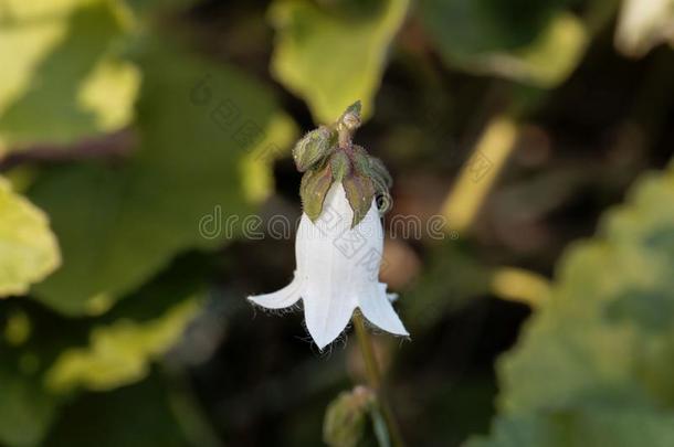 康沃尔人说的凯尔特语吊钟花风铃草属植物<strong>蒜头</strong>