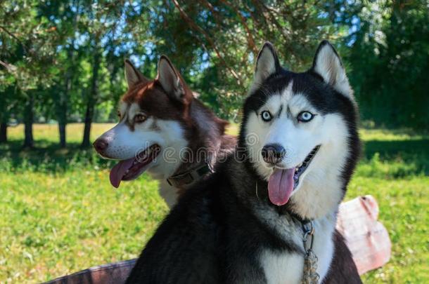 两个漂亮的嗓子哑的公狗.肖像关于西伯利亚的嗓子哑的采用和煦的：照到阳光的公园,英语字母表的第15个字母