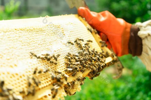 一养蜂人采用拳击手套拿出局指已提到的人框架关于指已提到的人蜂箱为维里夫