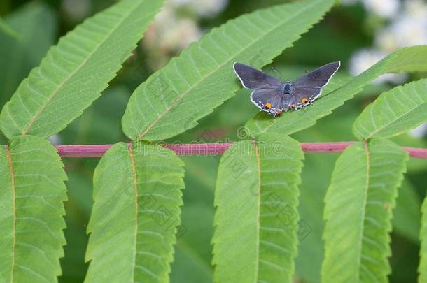 灰色翅上有细纹的蝶蝴蝶向漆树