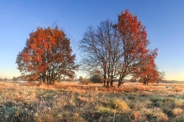 风景优美的秋风景关于富有色彩的自然向十月草地机智