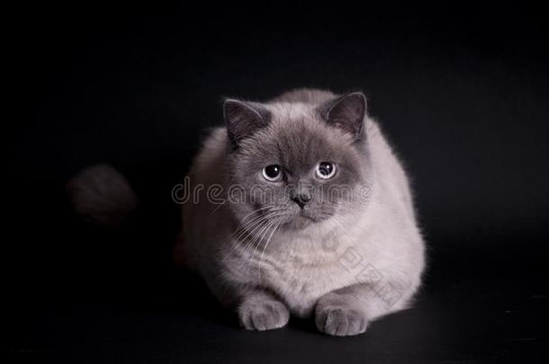 美丽的光灰色猫是（be的三单形式一次