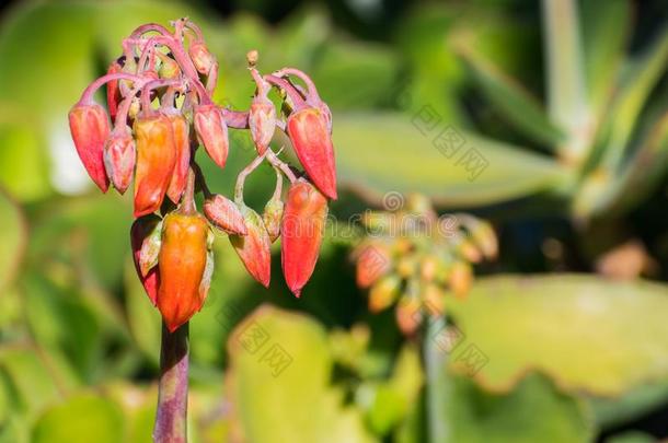 关在上面关于高凉菜花