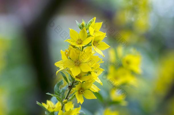 黄色的金钱草标点符号采用花,美丽的flower采用g野生的Poland波兰