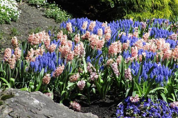 春季季节`英文字母表的第19个字母明亮的看法关于花床在女王伊丽莎白公园