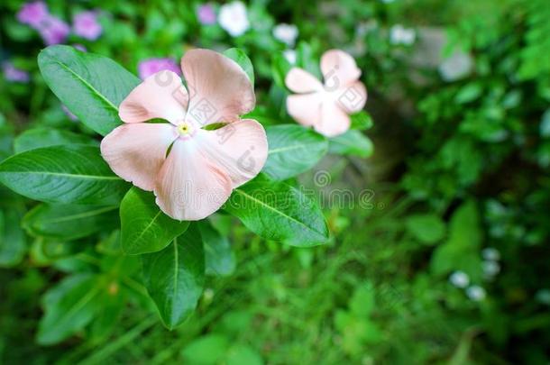 关在上面关于长春花或长春蔓min或花.