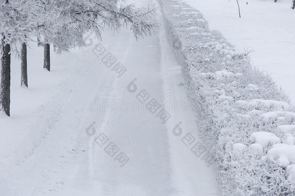 冬森林和树大量的雪.白色的使结冰霜公园园林景观