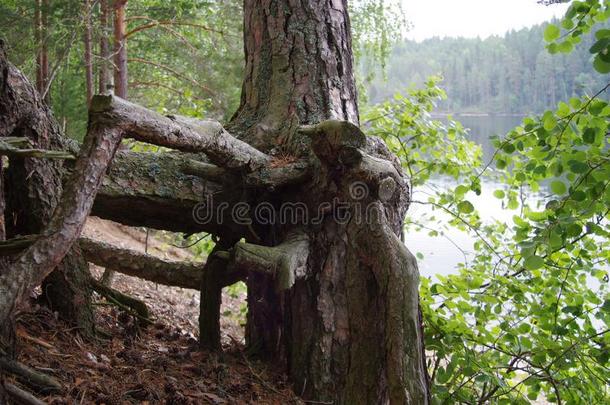 一树是（be的三单形式生长的<strong>木头</strong>支架