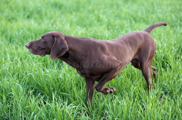 一肌肉的巧克力棕色的猎狗,德国的短发建议,一