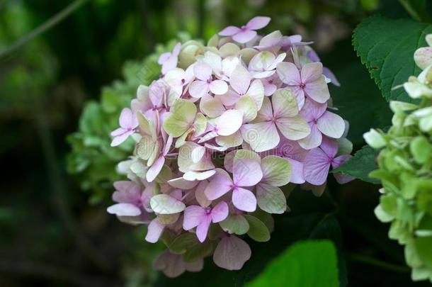 树枝关于八仙花属和蓝色和粉红色的花.