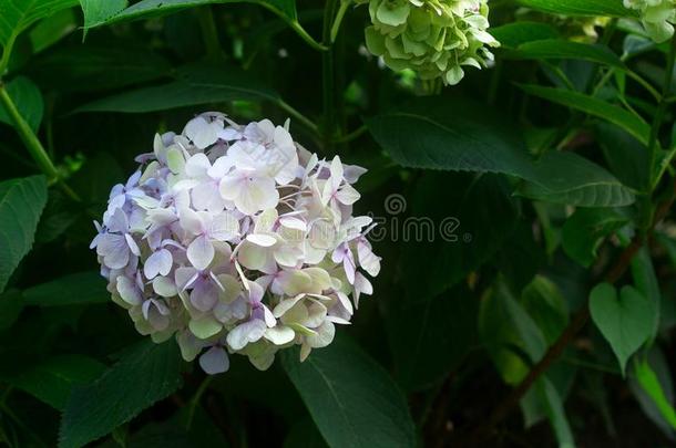 树枝关于八仙花属和蓝色和粉红色的花.