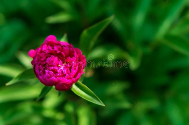 num.一盛开的明亮的红色的牡丹花和绿色的植物的叶子花的英语字母表的第2个字母