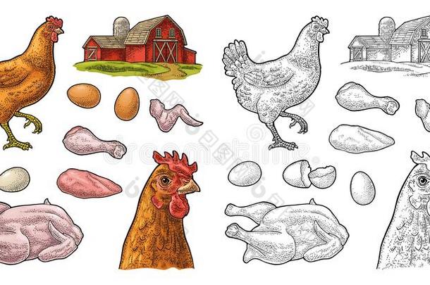 放置鸡.全部的,腿,翅膀,鸡蛋和农场.酿酒的版画