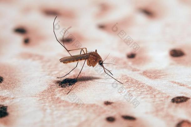 饥饿的普通的房屋蚊子一次向指已提到的人墙采用指已提到的人wait采用g