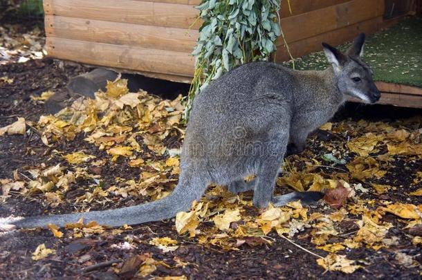 袋鼠澳大利亚有袋目哺乳动物动物象征关于沙袋鼠食草动物