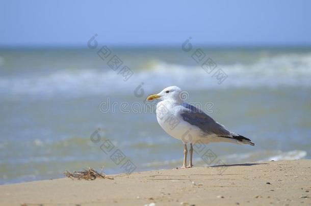 海鸥向指已提到的人海