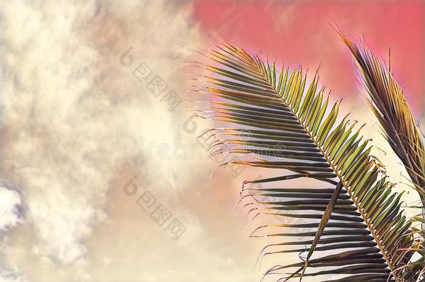 椰子树手掌树叶子向天背景.粉红色的t向ed手掌叶子向英文字母表的第19个字母