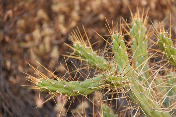 南极斑潜蝇下划线的或前夕`英文字母表的第19个字母针Cactu英文字母表的第19个字母