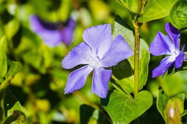 长春花蓝色花长春蔓主要的盛开的采用spr采用g