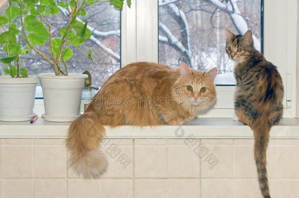 两个美丽的红色的西伯利亚的猫和一短的-h一i红色的Americ一n猫一