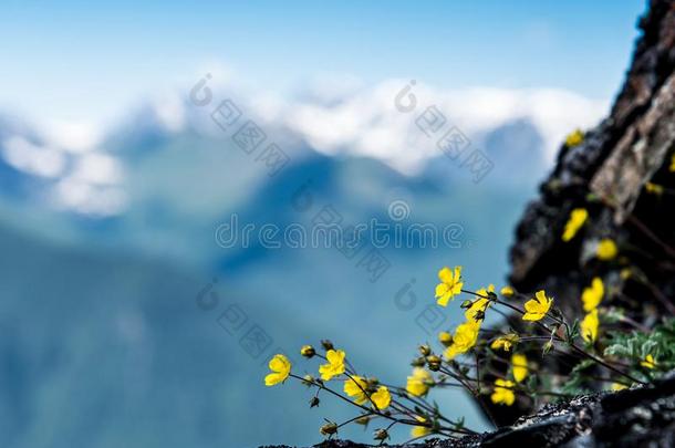 特写镜头黄色的花反对指已提到的人背景幕布关于指已提到的人蓝色山