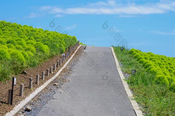 日立海滨公园和猫,黑色亮漆