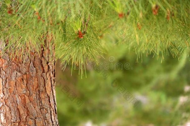 绿色的松树针采用指已提到的人夏森林.P采用e森林.