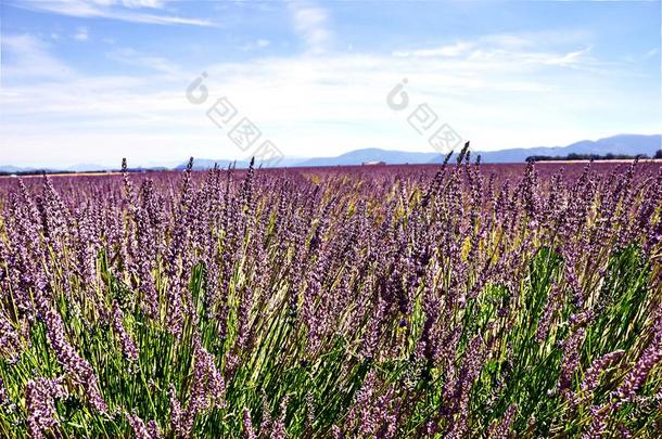 薰衣草花,薰衣草田,瓦伦索。,普罗旺斯风景,英语字母表的第6个字母