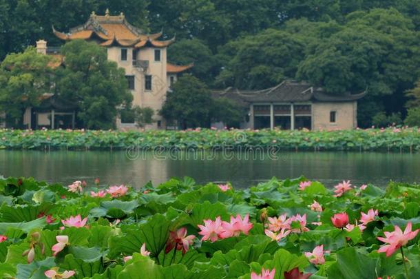 指已提到的人西湖风景采用夏