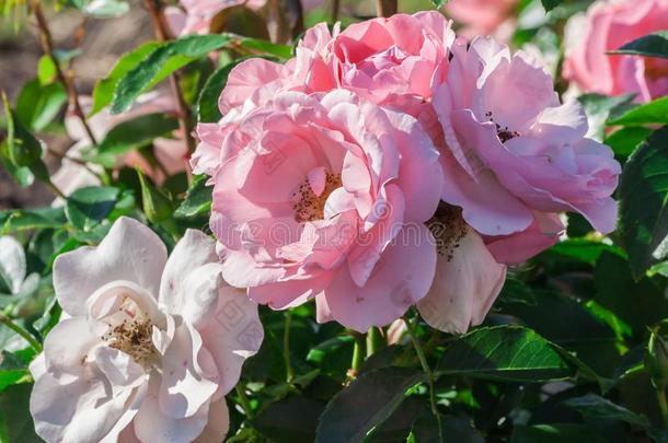 玫瑰教授<strong>七一</strong>束关于纤弱的白色的一nd粉红色的花