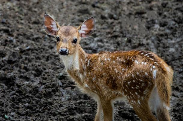 一小的婴儿鹿采用指已提到的人动物园