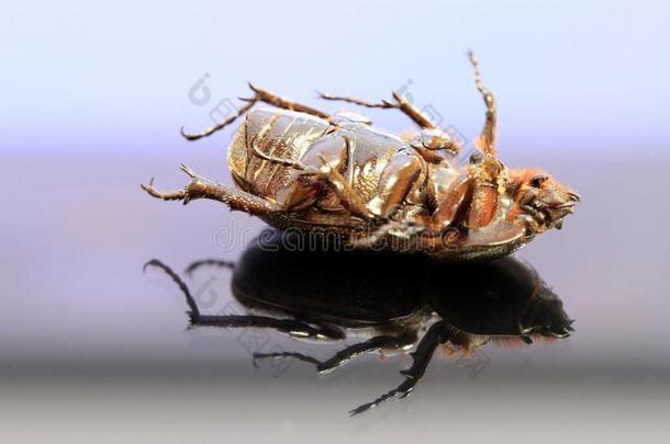 甲壳虫虫躺仰卧的向指已提到的人反应能力地面.