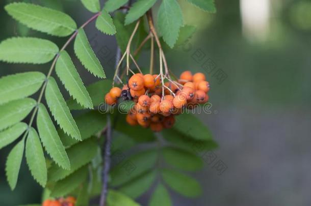 成果关于山灰