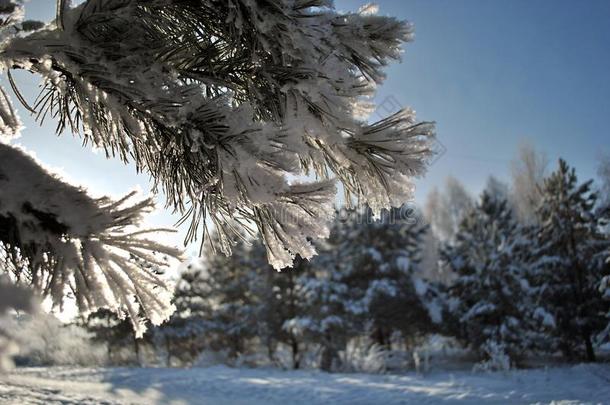 松树树枝采用<strong>下雪</strong>的使结冰霜向<strong>下雪</strong>的森林背景.关-在上面