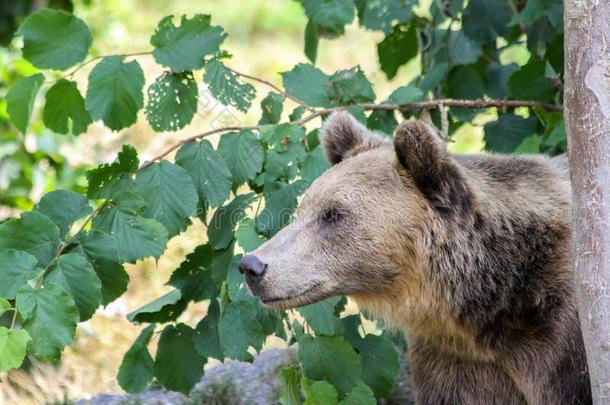 棕色的熊兽皮和窥视警惕地在的后面一树