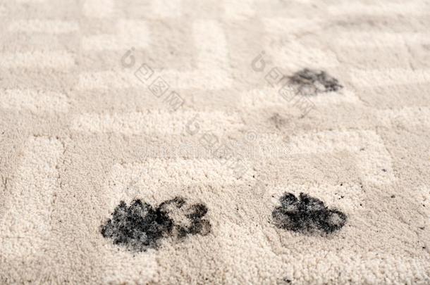 跟踪关于泥泞的爪子照片向地毯