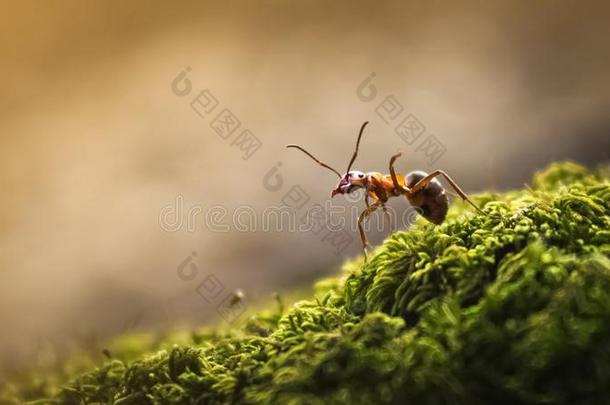 丝绒蚂蚁特写镜头向苔藓